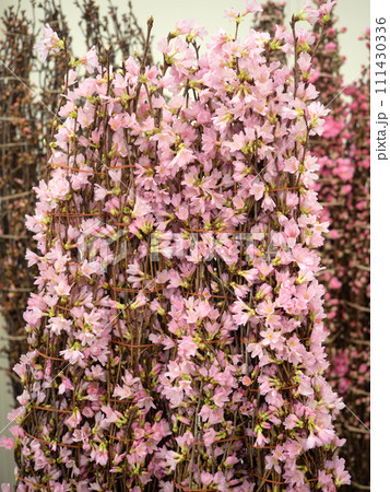 オカメザクラの切り花 111430336