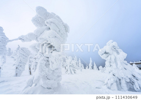 山形蔵王の樹氷 山形県山形市 山形蔵王の樹氷 山形県山形市 111430649