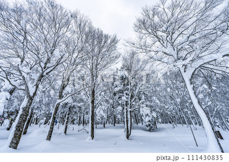 冬の蔵王高原「霧氷」　山形県山形市 111430835