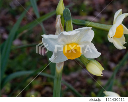 球根植物ヒガンバナ科ニホンズイセンの開花 球根植物ヒガンバナ科ニホンズイセンの開花 111430911