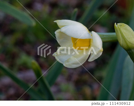 球根植物ヒガンバナ科ニホンズイセンの開花 球根植物ヒガンバナ科ニホンズイセンの開花 111430912