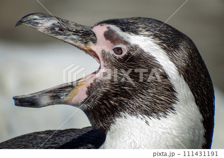 イメージ写真、コラージュ写真の基にいかかでしょうか 111431191