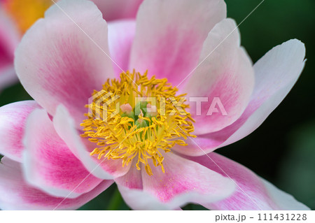 ピンクの芍薬の花 111431228