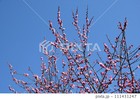 立春前の泉天ヶ谷公園の梅の花 立春前の泉天ヶ谷公園の梅の花 111431247