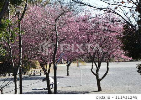 立春前の泉天ヶ谷公園の梅の花 立春前の泉天ヶ谷公園の梅の花 111431248