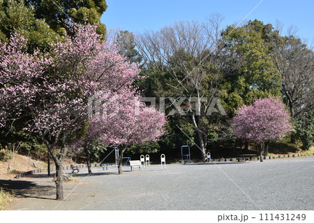 立春前の泉天ヶ谷公園の梅の花 立春前の泉天ヶ谷公園の梅の花 111431249