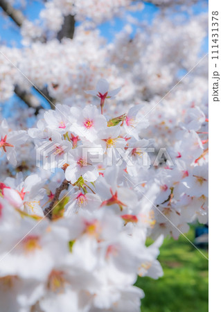 満開の桜（ソフトフォーカス） 111431378