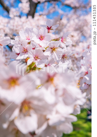 満開の桜 111431385