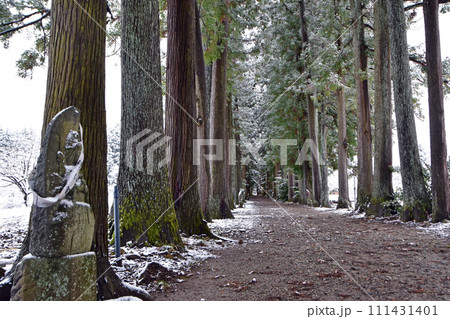 冬の眼目山立山寺のトガ並木(富山県上市町) 111431401