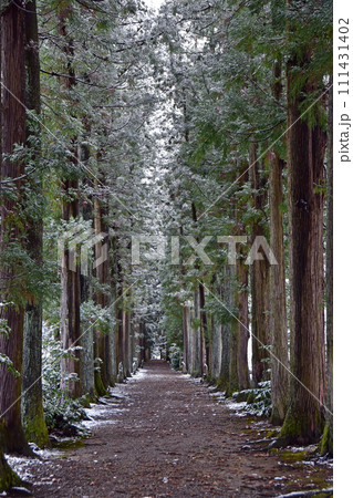 冬の眼目山立山寺のトガ並木(富山県上市町) 111431402