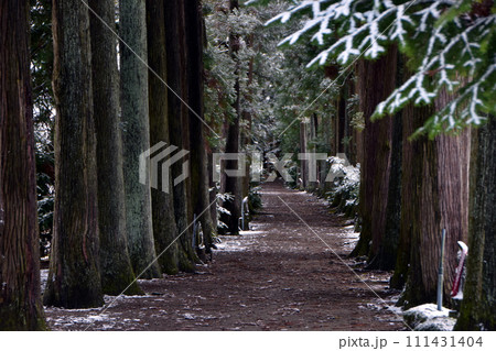 冬の眼目山立山寺のトガ並木(富山県上市町) 111431404
