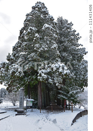 冬の眼目山立山寺のトガ並木(富山県上市町) 111431406