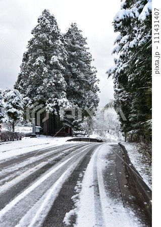 冬の眼目山立山寺のトガ並木(富山県上市町) 111431407