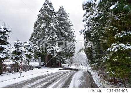 冬の眼目山立山寺のトガ並木(富山県上市町) 冬の眼目山立山寺のトガ並木(富山県上市町) 111431408