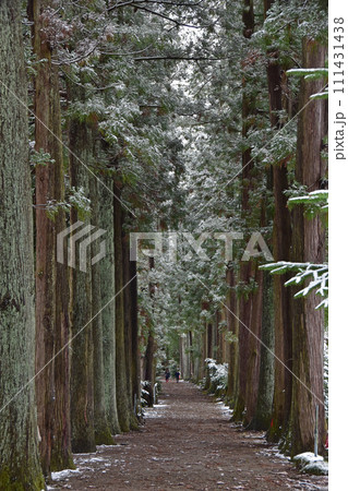 冬の眼目山立山寺のトガ並木(富山県上市町) 111431438
