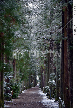 冬の眼目山立山寺のトガ並木(富山県上市町) 111431440