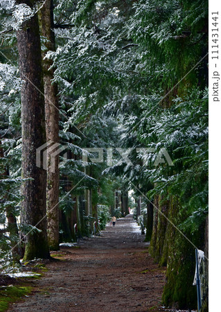 冬の眼目山立山寺のトガ並木(富山県上市町) 111431441