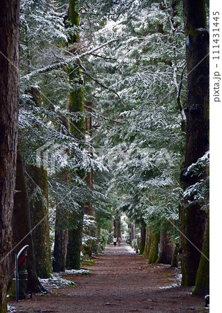 冬の眼目山立山寺のトガ並木(富山県上市町) 冬の眼目山立山寺のトガ並木(富山県上市町) 111431445