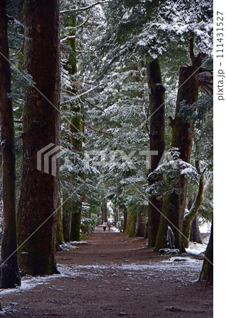 冬の眼目山立山寺のトガ並木(富山県上市町) 冬の眼目山立山寺のトガ並木(富山県上市町) 111431527