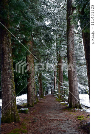 冬の眼目山立山寺のトガ並木(富山県上市町) 111431528