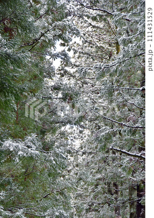 冬の眼目山立山寺のトガ並木(富山県上市町) 冬の眼目山立山寺のトガ並木(富山県上市町) 111431529