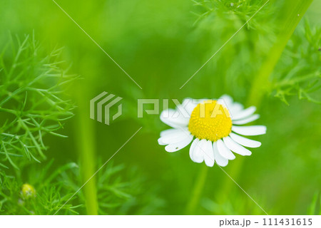 春に咲くカミツレの白い花 春に咲くカミツレの白い花 111431615