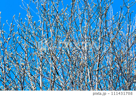 春間近い 膨らむ花芽 梢の花芽模様    春間近い 膨らむ花芽 梢の花芽模様    111431708