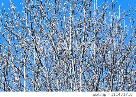 春間近い　膨らむ花芽　梢の花芽模様　　　 111431710