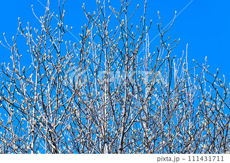 春間近い　膨らむ花芽　梢の花芽模様　　　 111431711