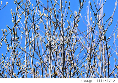 春間近い　膨らむ花芽　梢の花芽模様　　　 111431712