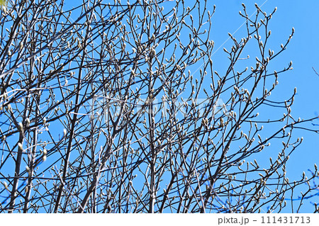 春間近い 膨らむ花芽 梢の花芽模様    春間近い 膨らむ花芽 梢の花芽模様    111431713