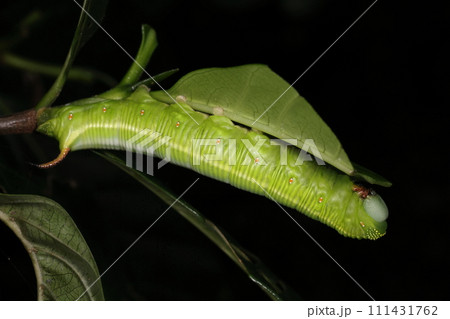 生き物　昆虫　リュウキュウオオスカシバ、終齢幼虫です。初夏の石垣島で 111431762