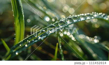 Fresh grass with dew drops close up Fresh grass with dew drops close up 111432014
