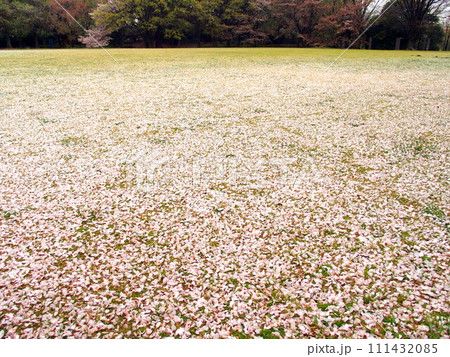 桜の花びら散る公園の庭風景 111432085