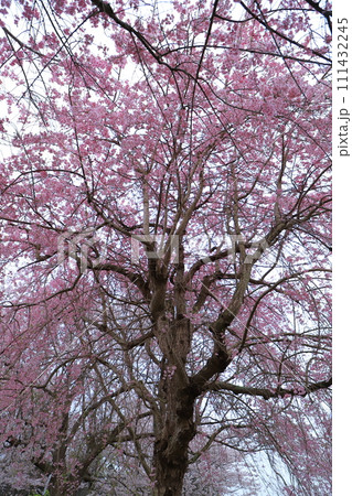 桜のある風景 111432245