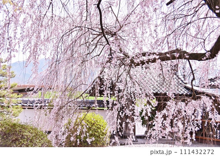 満開の枝垂桜 満開の枝垂桜 111432272
