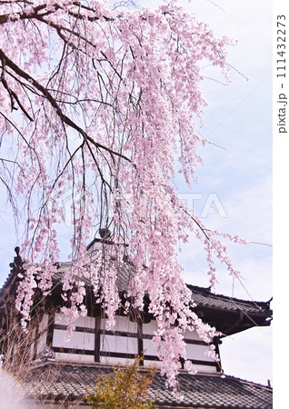 しだれ桜と閻魔堂 111432273