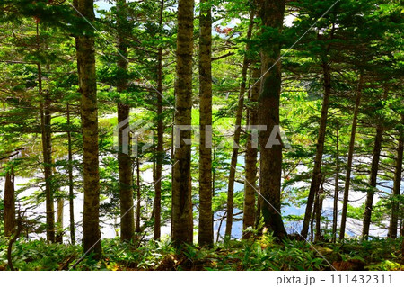 夏の北海道、最果ての地・知床半島で味わう知床五胡ネイチャーウォーク 111432311