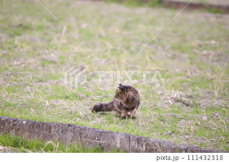 田んぼで何かを探している猫 田んぼで何かを探している猫 111432318