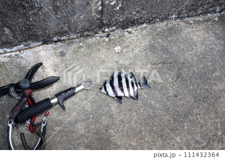 イシダイ石鯛 111432364