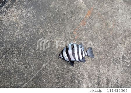 イシダイ石鯛 111432365