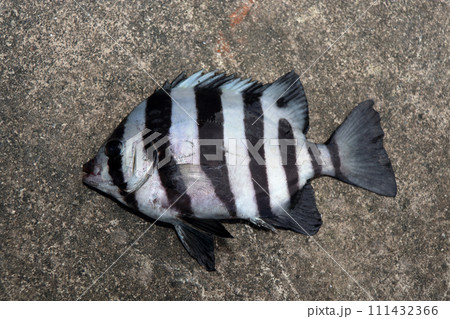 イシダイ石鯛 111432366