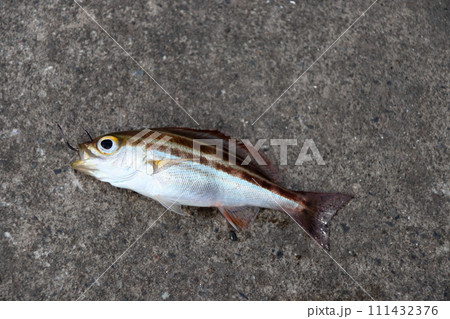 イサキ伊佐木イサギ イサキ伊佐木イサギ 111432376