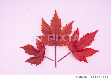 Autumn red color leaves on pink background Autumn red color leaves on pink background 111432434