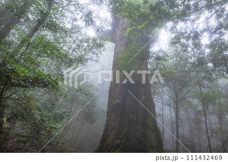 屋久杉七本杉　屋久島白谷雲水峡(5月) 111432469