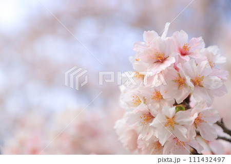 青空に映える満開の桜 青空に映える満開の桜 111432497