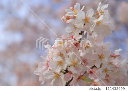 青空に映える満開の桜 111432499
