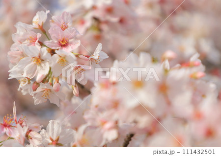 青空に映える満開の桜 111432501