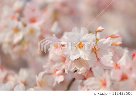 青空に映える満開の桜 青空に映える満開の桜 111432506