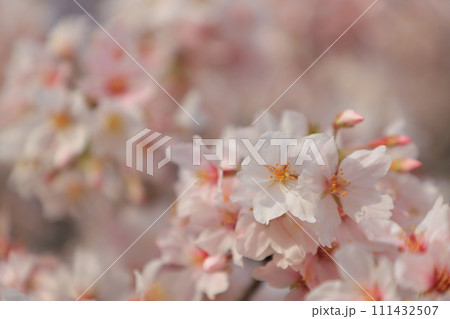 青空に映える満開の桜 青空に映える満開の桜 111432507